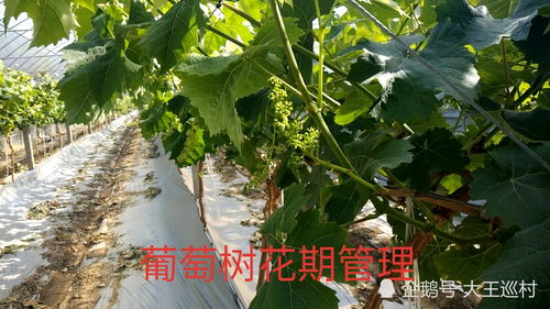 葡萄树管理技术,花期管理很重要,产量,质量在此一举 