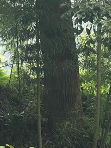 怎么把这棵大树弄死,像自然死亡 