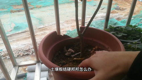 土里面加什么才能疏松-板结的土壤怎么变松