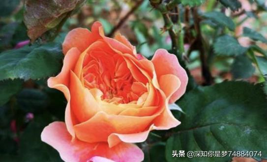 自制万能杀虫水—大蒜自制万能杀虫水