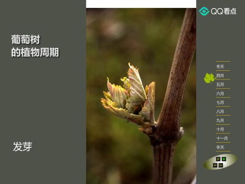 几十秒看完葡萄树发芽到结果实的一生 
