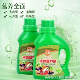 绿萝最爱喝这种 黄金液体 ,高手都这么养,绿萝打鸡血一样疯长 