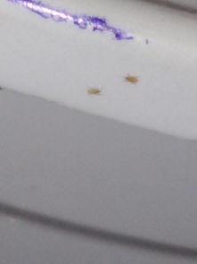 花盆里好多虫子爬来爬去怎么办,花盆里有很多虫