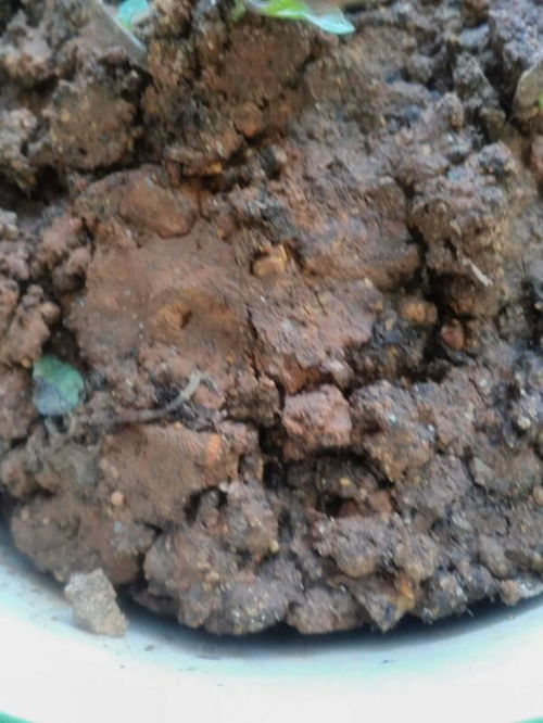 种多肉植物用普通泥土可以吗,就是那些种花用的土 