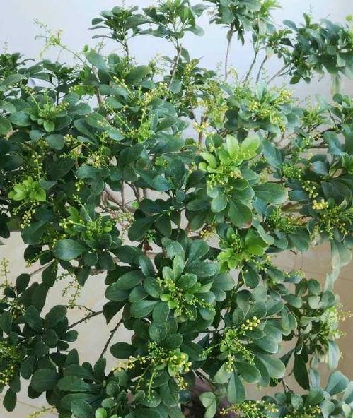 这种木本植物,好养如绿萝,花叶俱美,芳香四溢,还可做盆景树