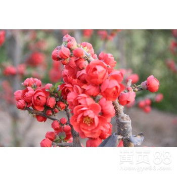 【山东省临沂市木瓜海棠,银长寿海棠,长寿冠海棠地栽盆栽花卉苗圃直销四季海棠】-黄页88网