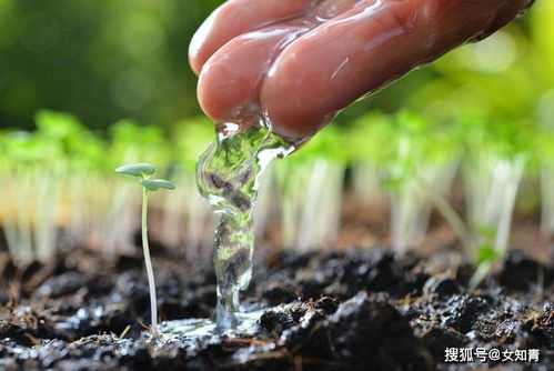花土浇水后很快干了