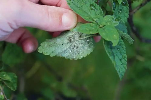 花枝上白色棉絮状的害虫—花上长满粘粘的白色