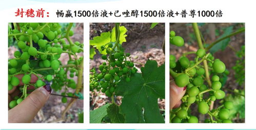 葡萄砧木发芽会结果吗-葡萄发芽之后再剪枝好吗