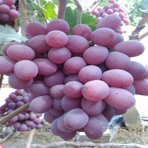 【菏泽红芭拉蒂葡萄树苗价格奥迪亚无核葡萄树苗大型培育基地】- 黄页88网