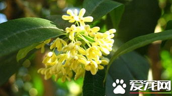 桂花树的病虫害防治 桂花病虫害常见症状
