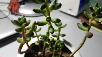 如图 虹之玉叶子顶端发黑,叶子干瘪,枝条发红 昨天才换的新买的营养土,因为之前的土不能用了 在土里 