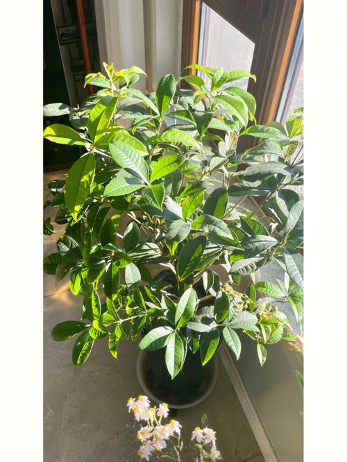 分享一下北方封闭阳台桂花爆花的一点小经验 