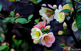 茶花的种植 茶花对家居环境的影响