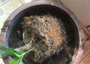 花盆里倒入 2种粪 ,旧土成新土,不用换盆土,养啥花都旺 网易订阅 