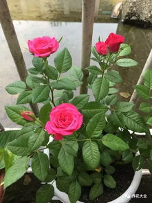这48种花不施肥,能养好才怪 