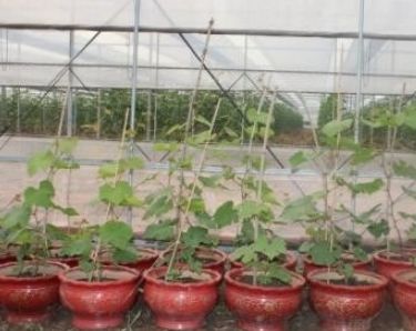 如何在楼顶种植葡萄树 