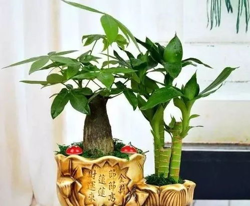 有心栽花花不活 99 都是浇死的 一文拯救你的花花 