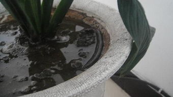 花盆里的干土怎么弄出来、花盆里的干土怎么去