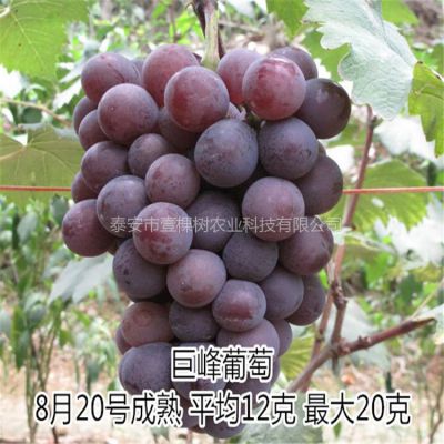 新栽葡萄苗第一年管理视频-第一年葡萄苗多高打