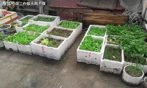 用椰砖种菜有害吗;椰砖种菜对人的身体有没有害