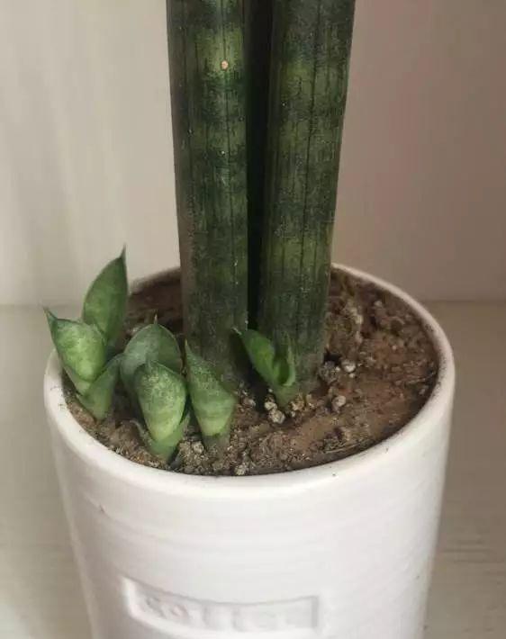 3种花太贵,别花钱买了,剪几根枝插土里,10天成活变大户 花友 