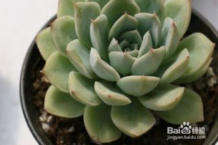 多肉植物施什么肥好 