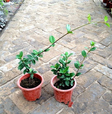 选择这八种爬藤植物,养在庭院夏天还可以避暑