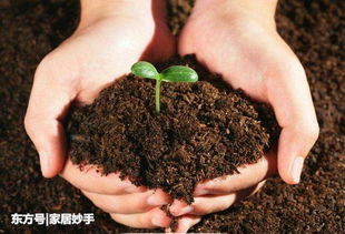 家庭自制养花肥料,教你小妙招,土壤疏松透气,肥沃有营养 家居频道 东方资讯 