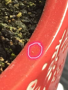 花盆土里密密麻麻的虫子图片;花盆土里密密麻麻