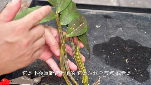 石斛兰能用椰砖和土混合种吗_石斛兰能用椰砖和
