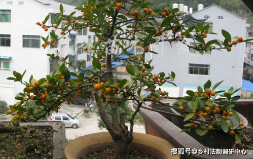 金桔盆栽种植方法和注意事项,金桔盆栽种植方法