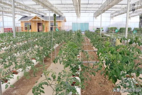准备种菜的土需要太阳晒吗、种菜的土要经常换