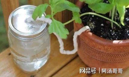 啤酒不能浇哪些植物-剩啤酒可以浇花吗