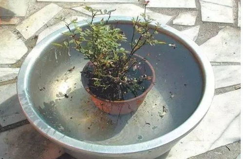 花盆土里杀虫的最好方法_白醋杀死蚜虫最好办法