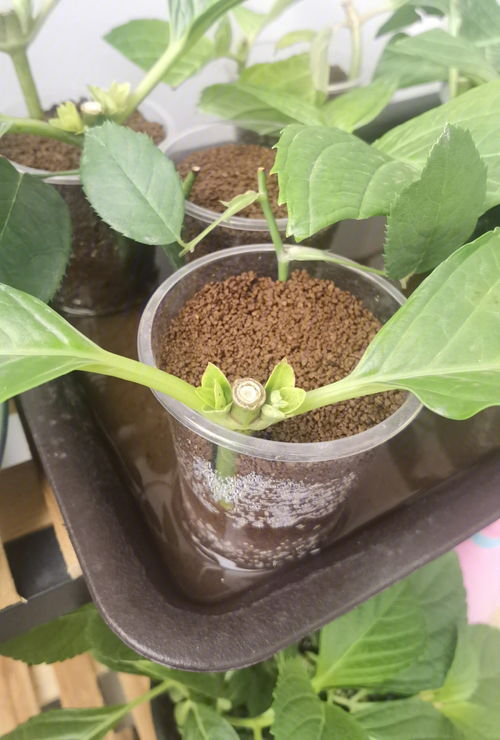 从此又多了个绣球大户 