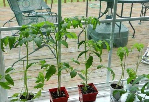 夏天刚好种2种蔬菜,阳台花盆里种一些,又旺盛又养眼呼呼长
