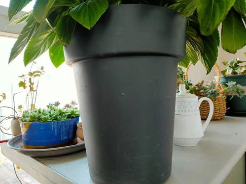 种花盆底垫啥最透气-栽花盆底垫什么好