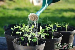 花什么时候浇水最好 