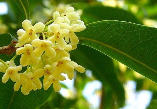 桂花叶尖干是一种病态,要重视,找到原因,对症下药 叶子而