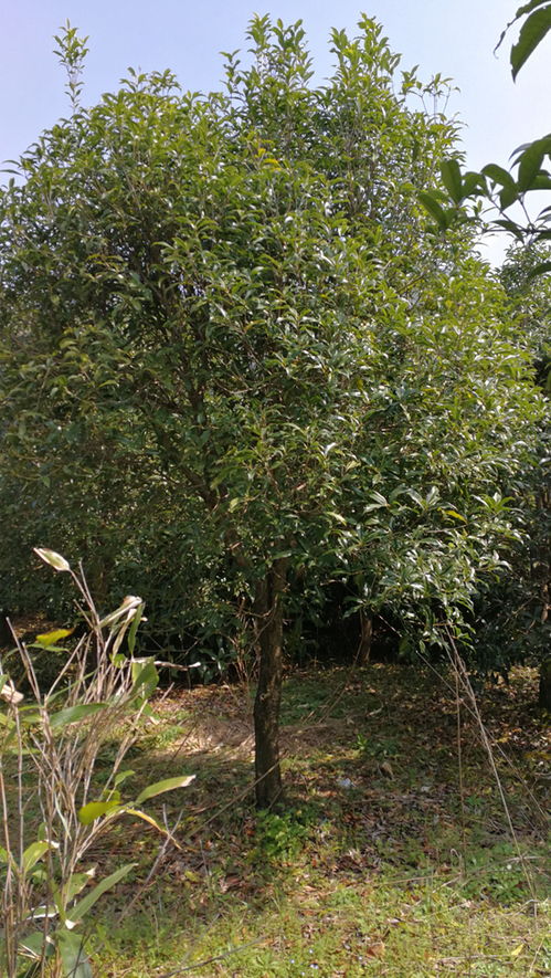 家有1棵桂花树不吉利吗;十种招鬼的花