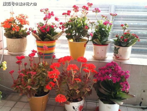 长寿花可以用松针土吗_长寿花可以用泥土栽吗