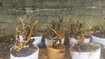 怎么刺激老桩发芽、生桩最快生根办法