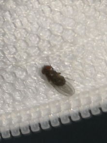 宿舍厕所里有许多小黑虫,有人知道这是什么虫吗 要怎么才能消灭它呀 