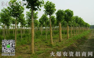 苗木种植技术要点-苗木种植流程图