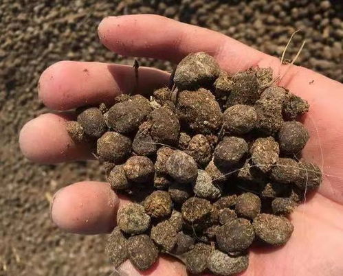 羊粪对土壤有什么作用