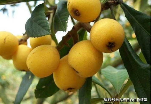 枇杷保花保果施什么肥料 枇杷膨大的好方法,枇杷膨果增甜有什么施肥要点