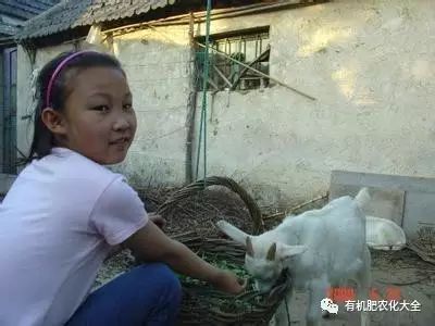 羊粪如何发酵做有机肥