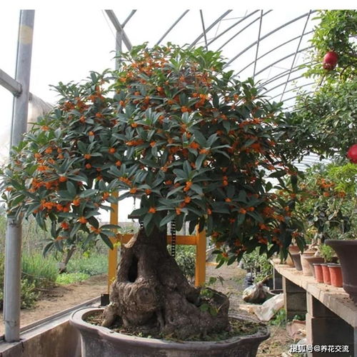 哪种桂花适合室内盆栽-家里为什么不能种桂花