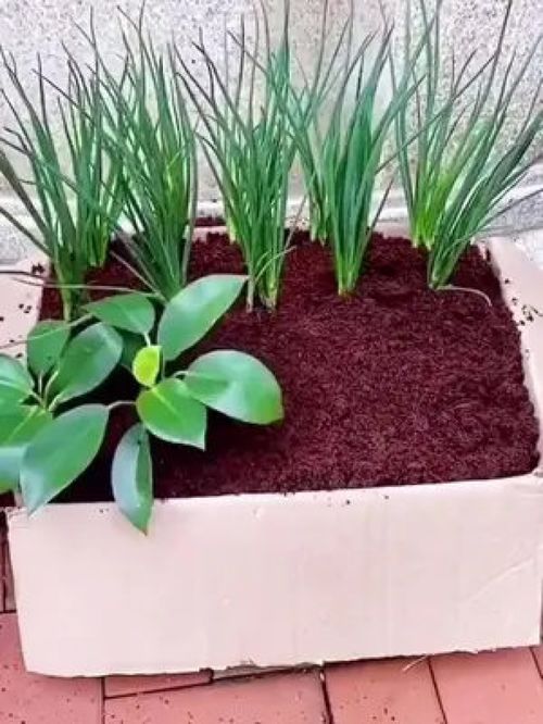 种花营养土好还是椰砖好;种花营养土好还是椰砖